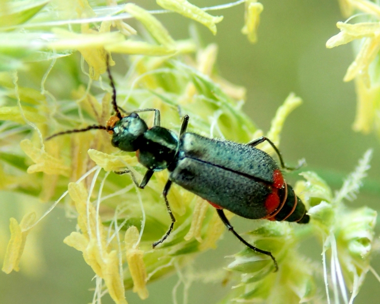 Malachiidae: Malachius bipustulatus (cf.)